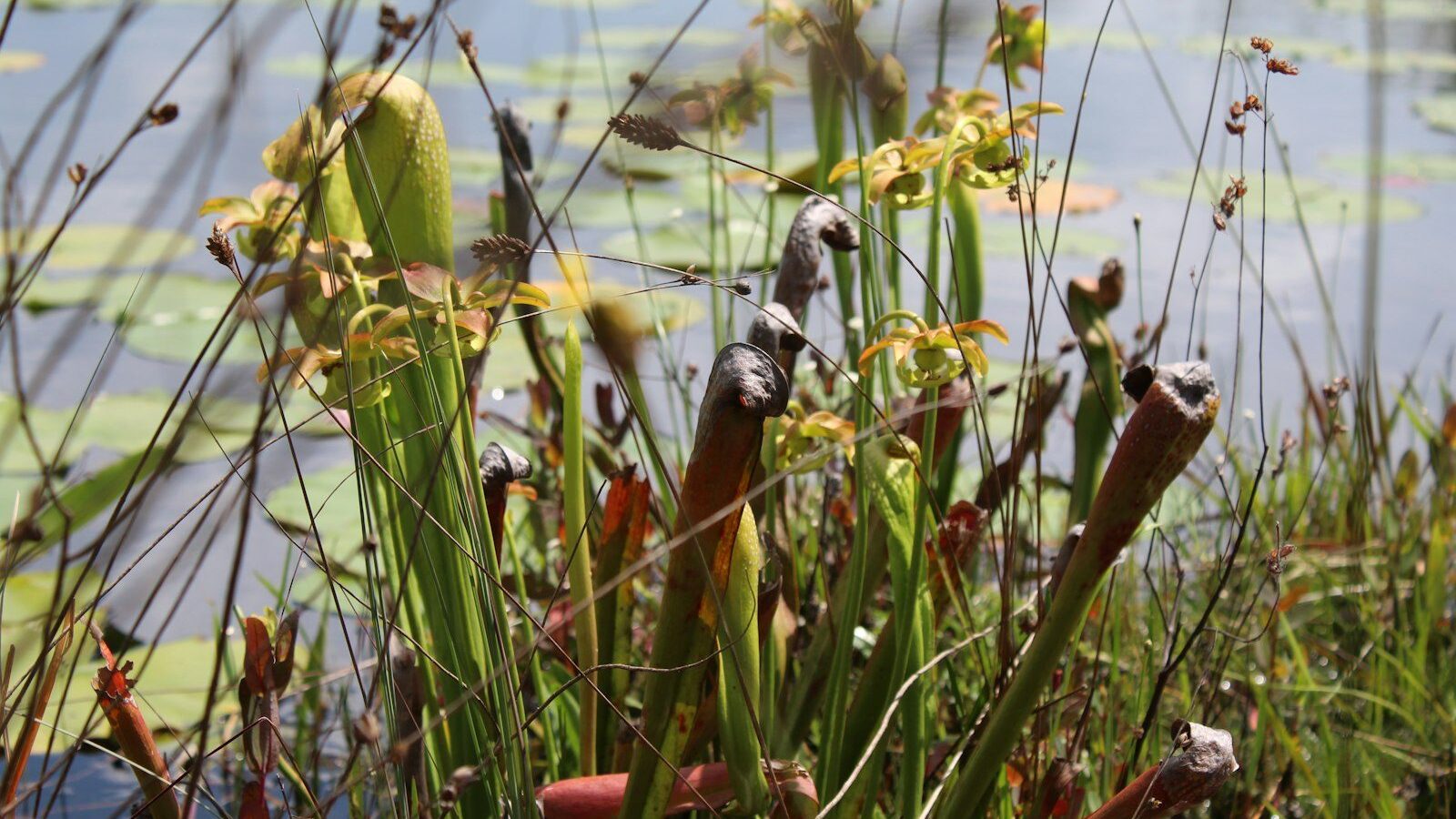 A pond filled with lots of water plants