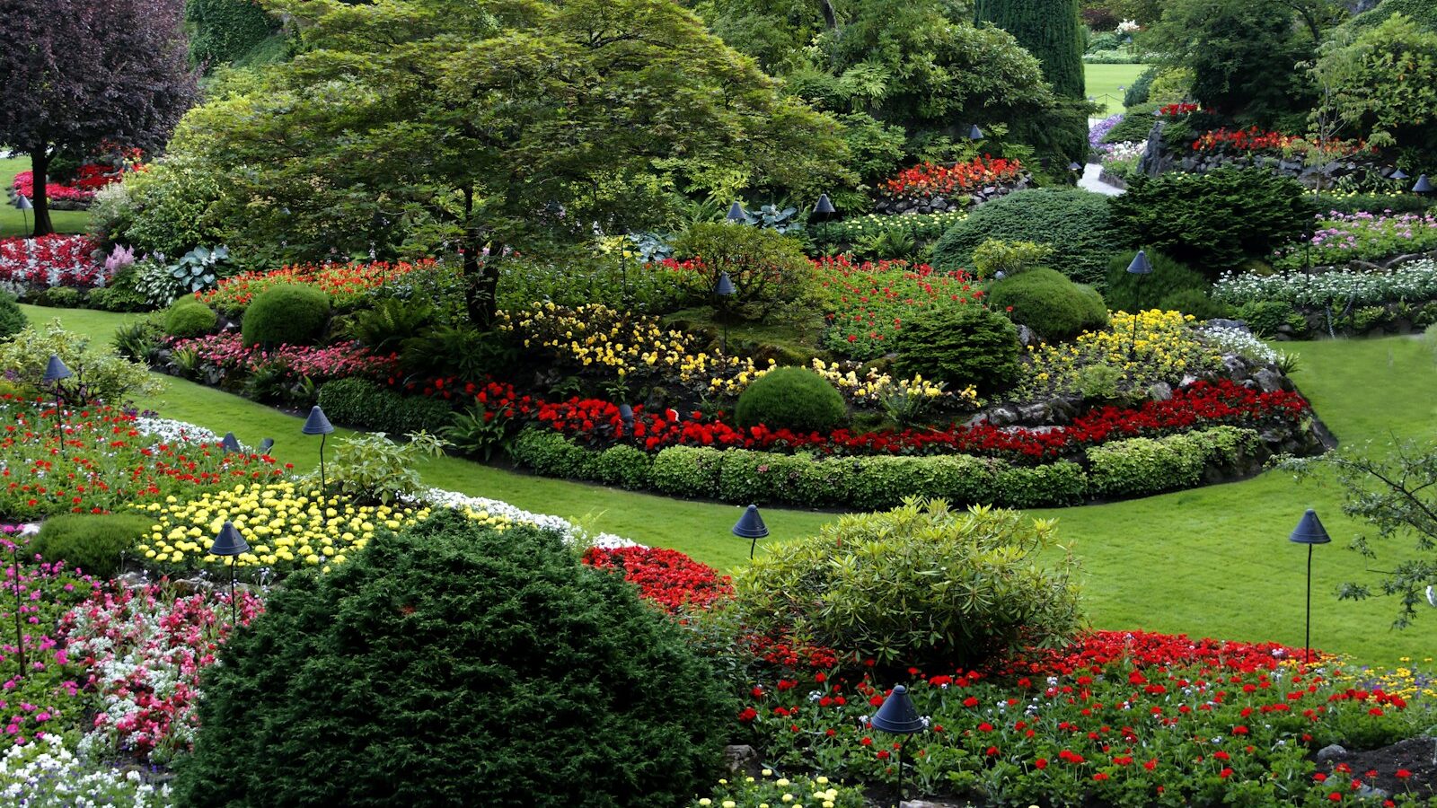 red and white flower garden