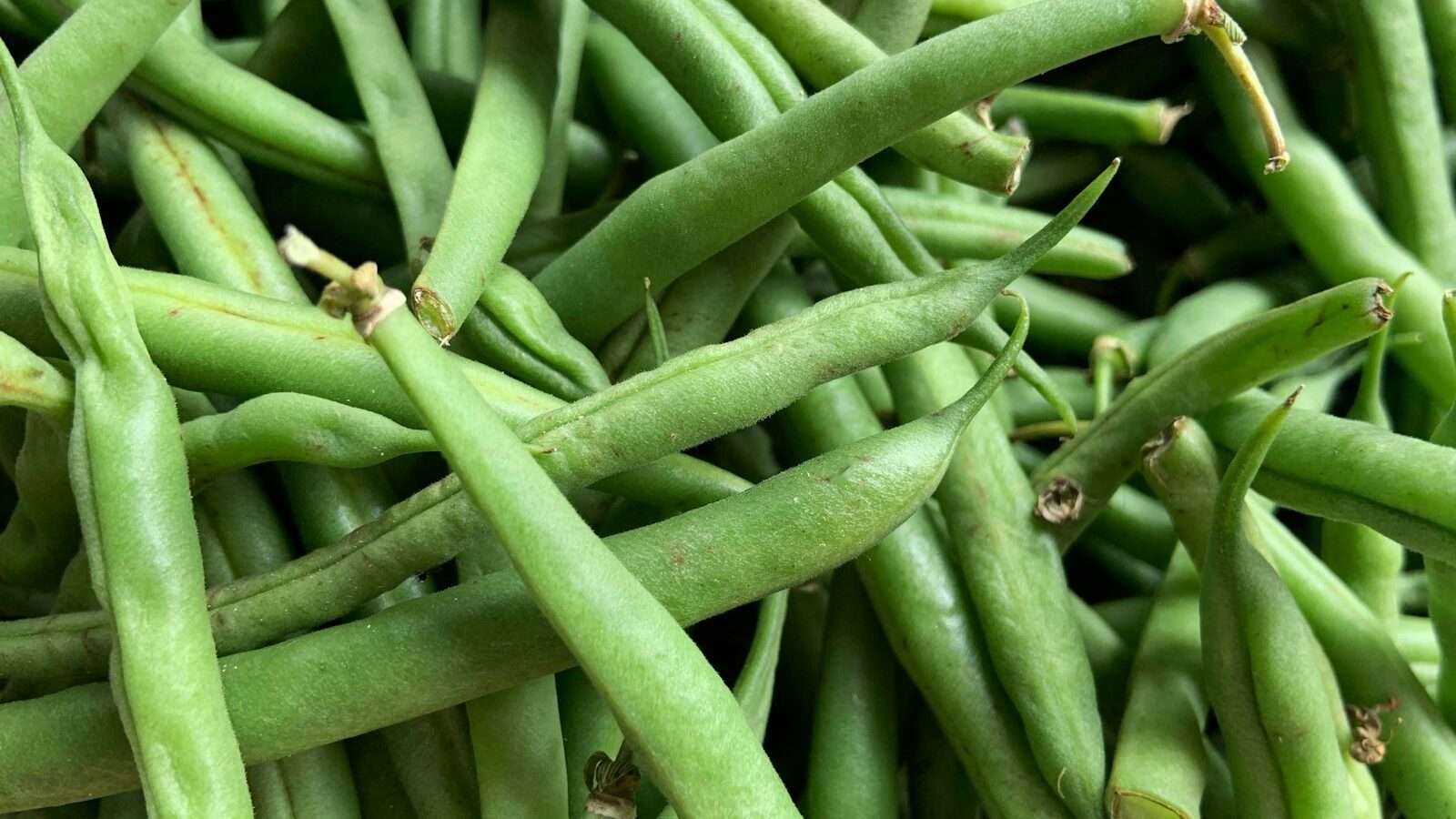 green kentucky beans