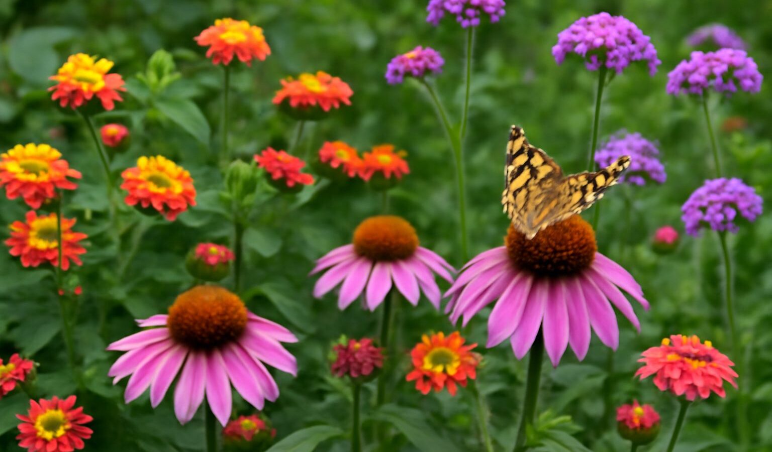 butterfly garden flowers