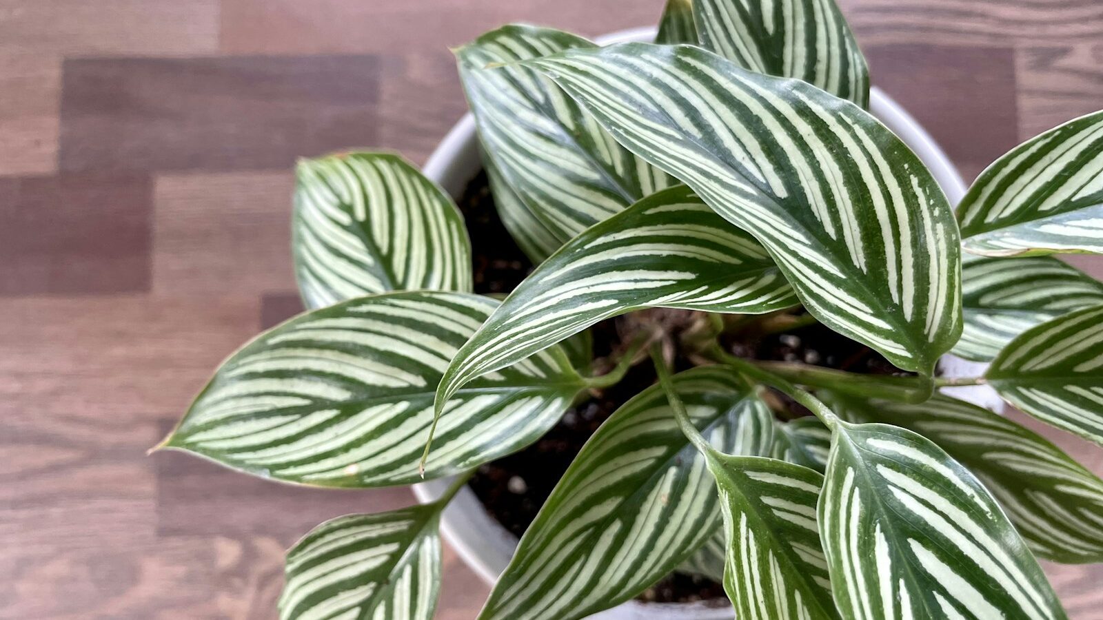 a plant with leaves