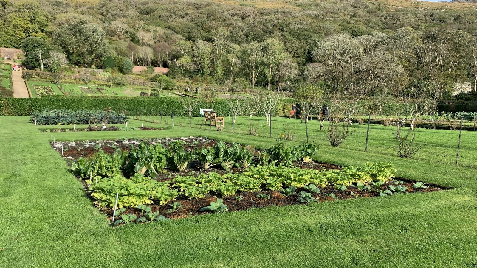 a lush green field filled with lots of plants