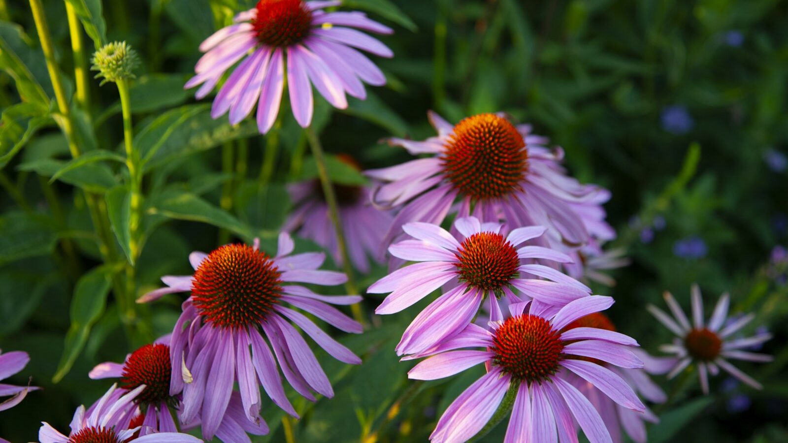 a close up of a bunch of purple flowers