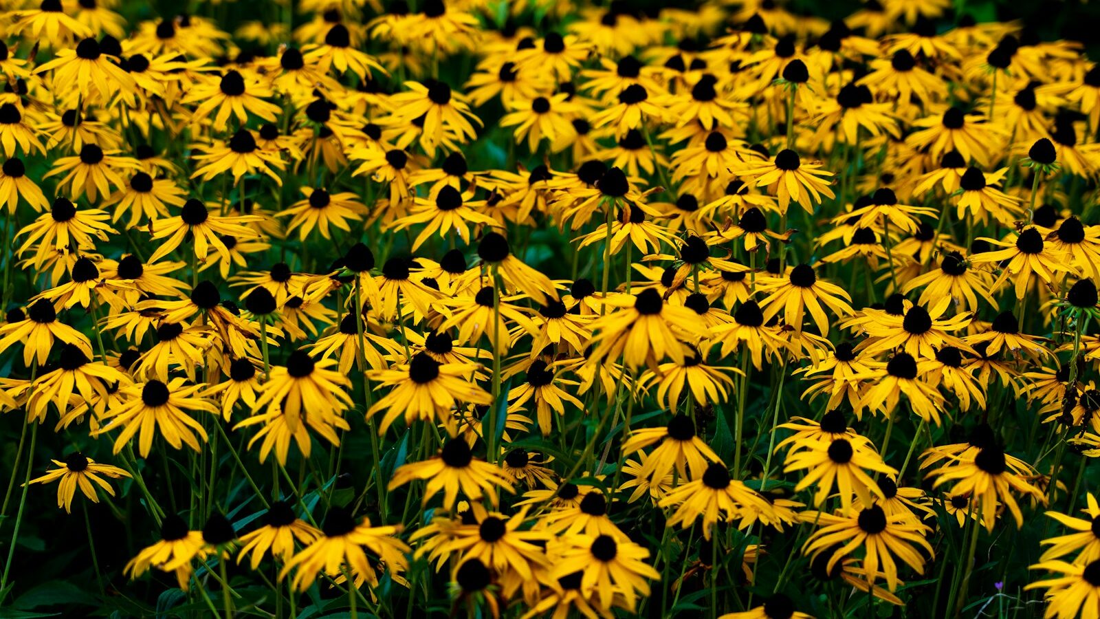 yellow flowers in tilt shift lens