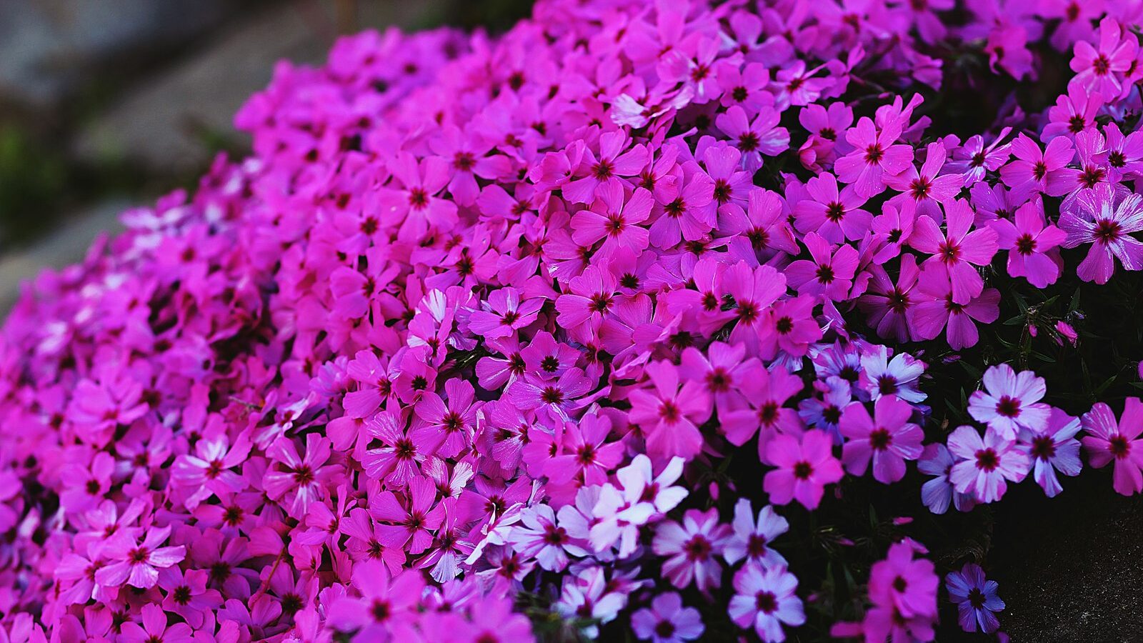 pink flowers in tilt shift lens