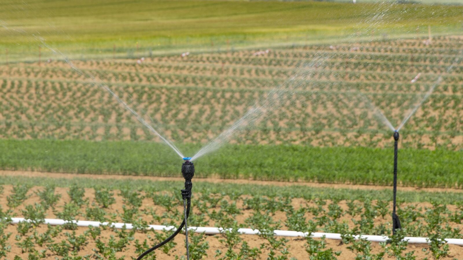 Two sprinklers spraying water on a corn field