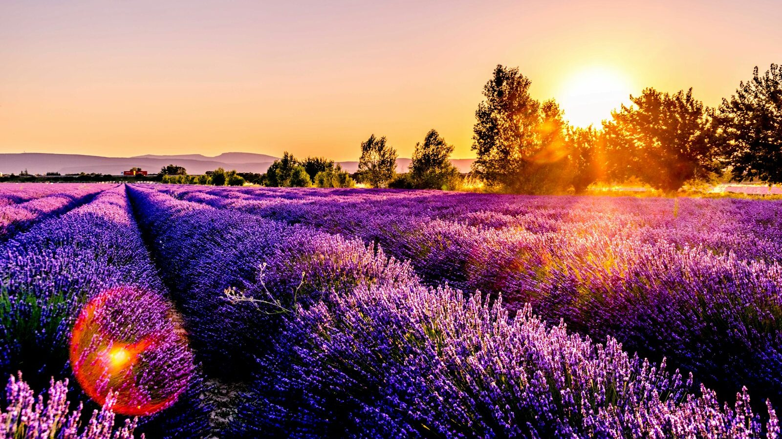lavender field