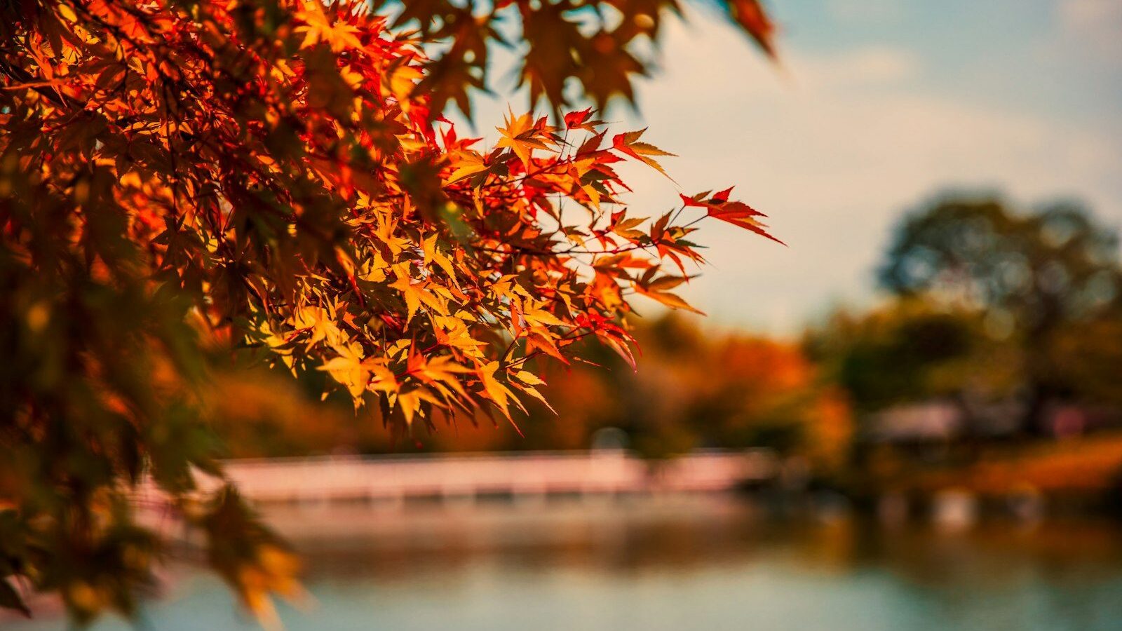 shallow focus photography of orange leafed tree during daytime