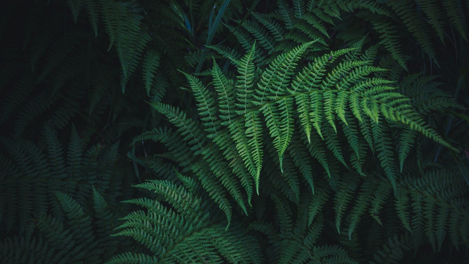 green ferns plant