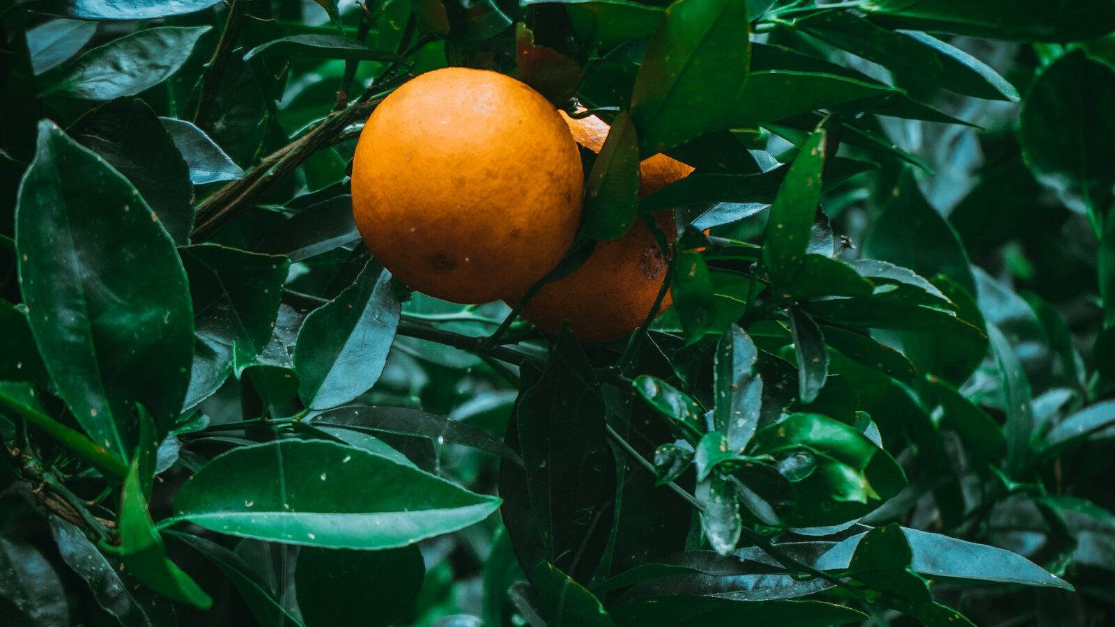 an orange hanging from a tree with leaves
