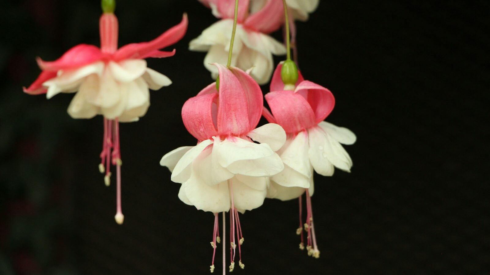 white and pink petaled flowers