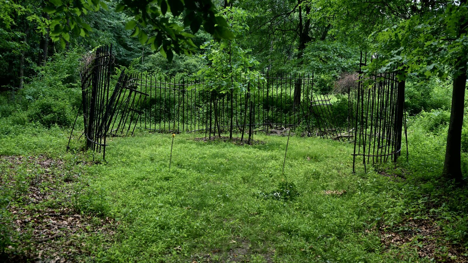 Green forest clearing with unique stick structures.
