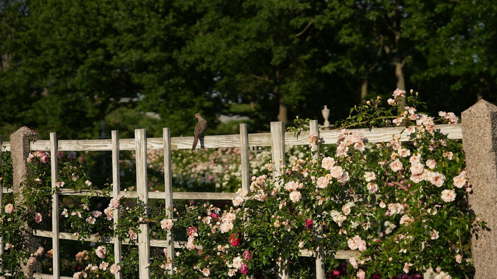 Pink climbing roses adorn a white trellis with birds.