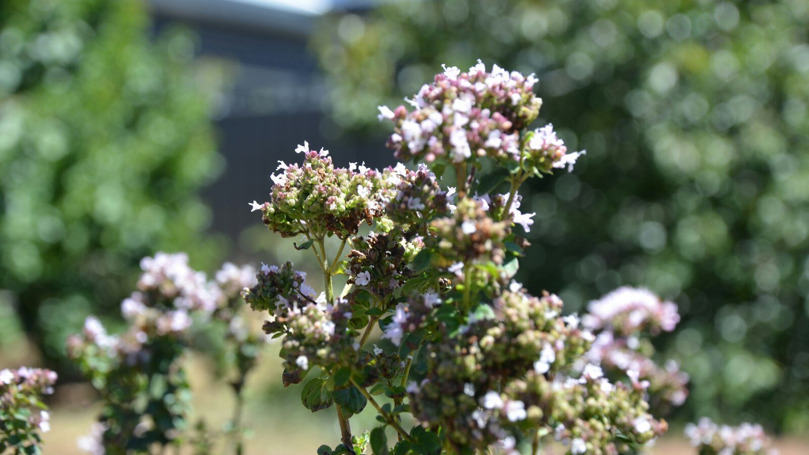 a close up of a plant with purple flowers