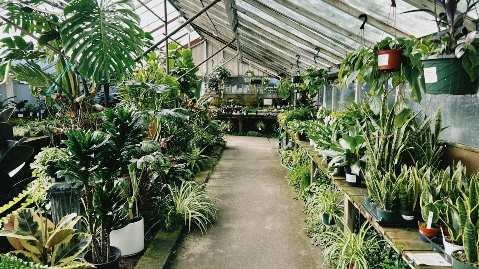 A greenhouse filled with a variety of lush green plants.