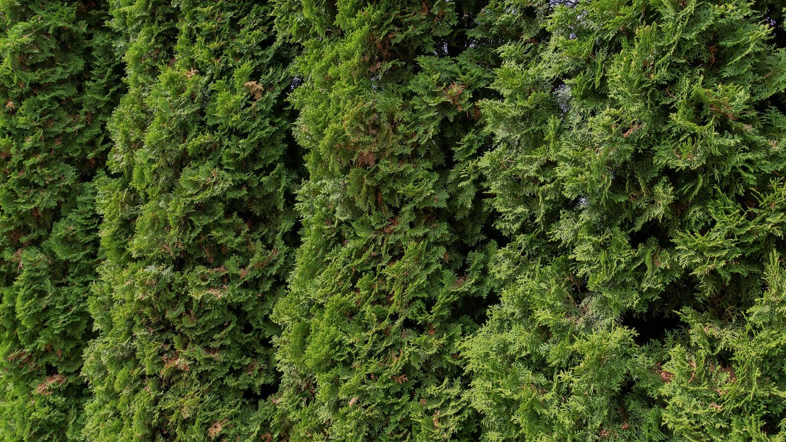 Vibrant green moss texture covering a natural surface.