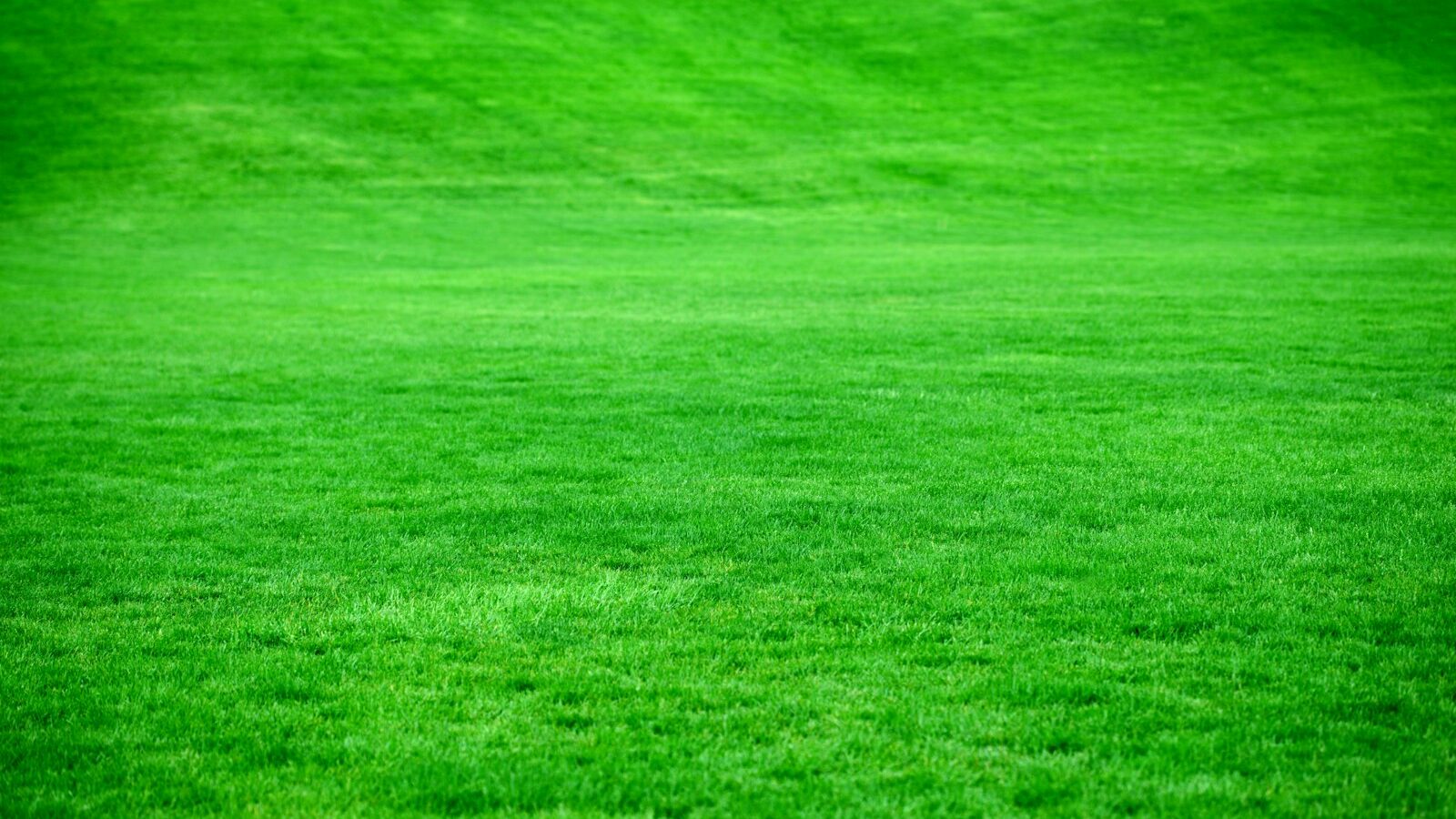 green grass field