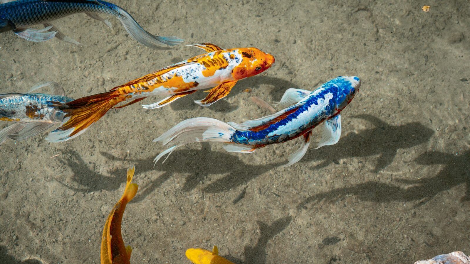 A group of fish swimming in a pond