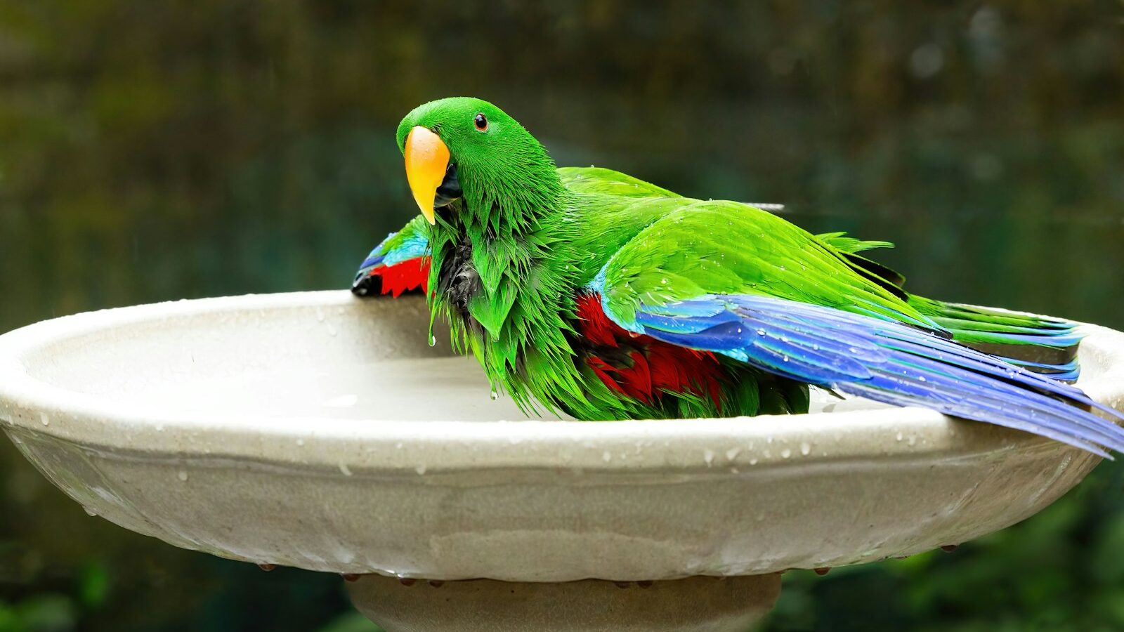 A wet green parrot is taking a bath.