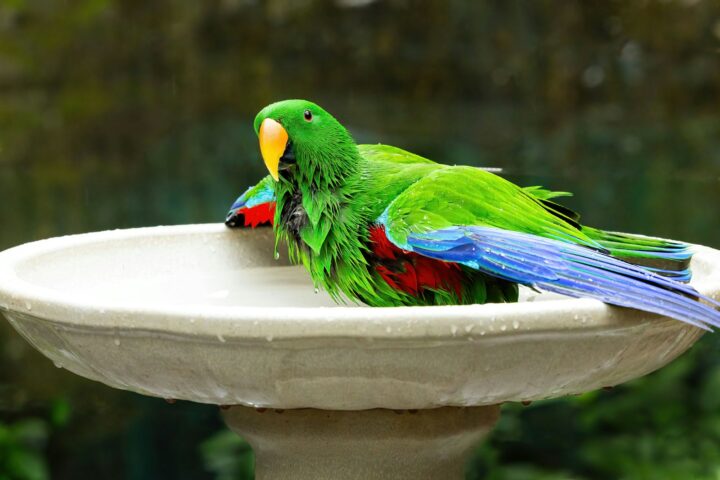 A wet green parrot is taking a bath.