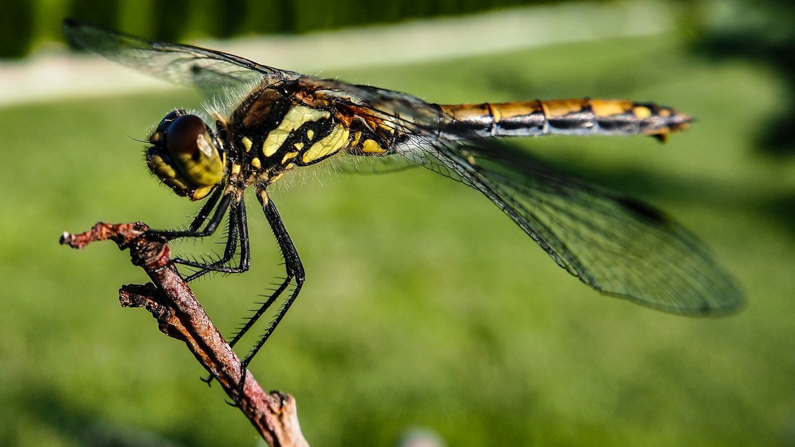 a yellow and black dragonfly sitting on a twig