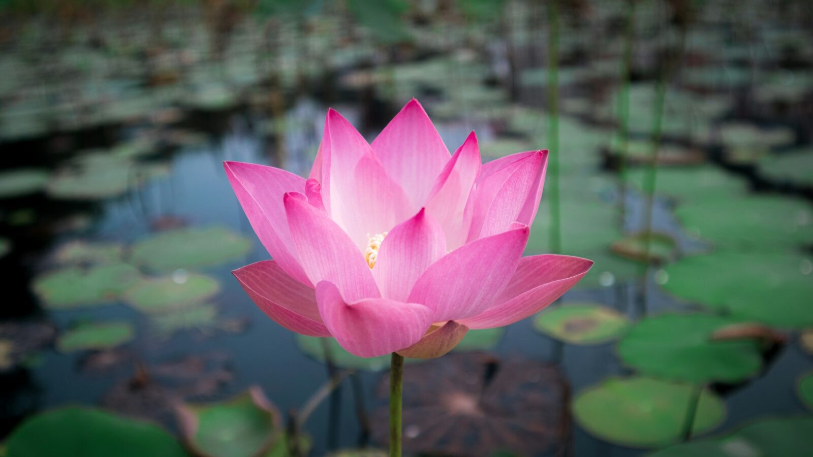 a large pink flower sitting on top of a lush green field