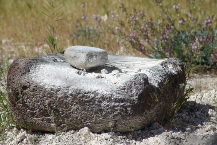 a small turtle on a rock