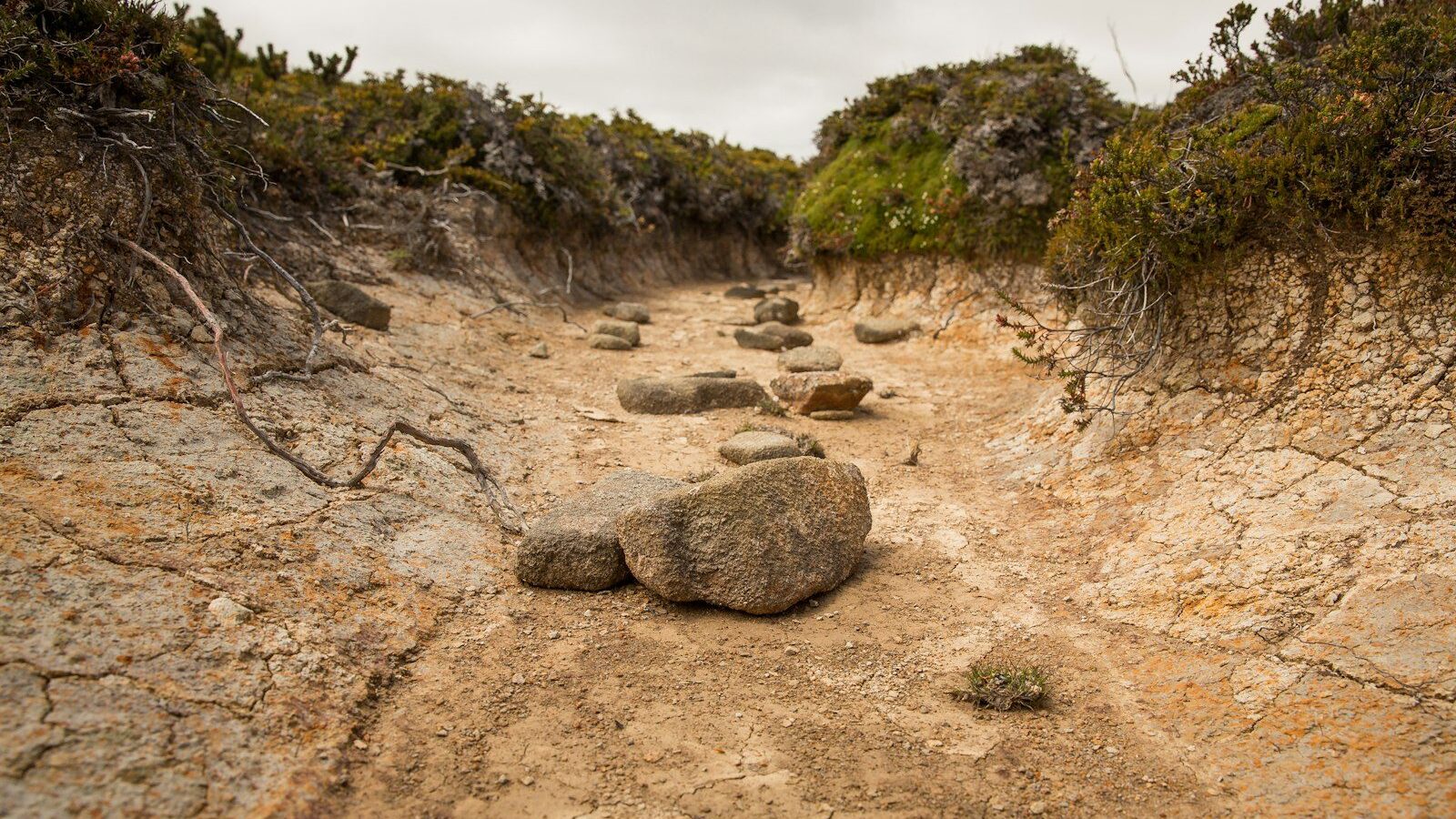 brown rocks on brown soil