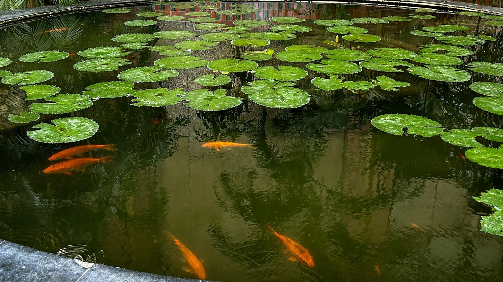 a pond filled with lots of water lilies