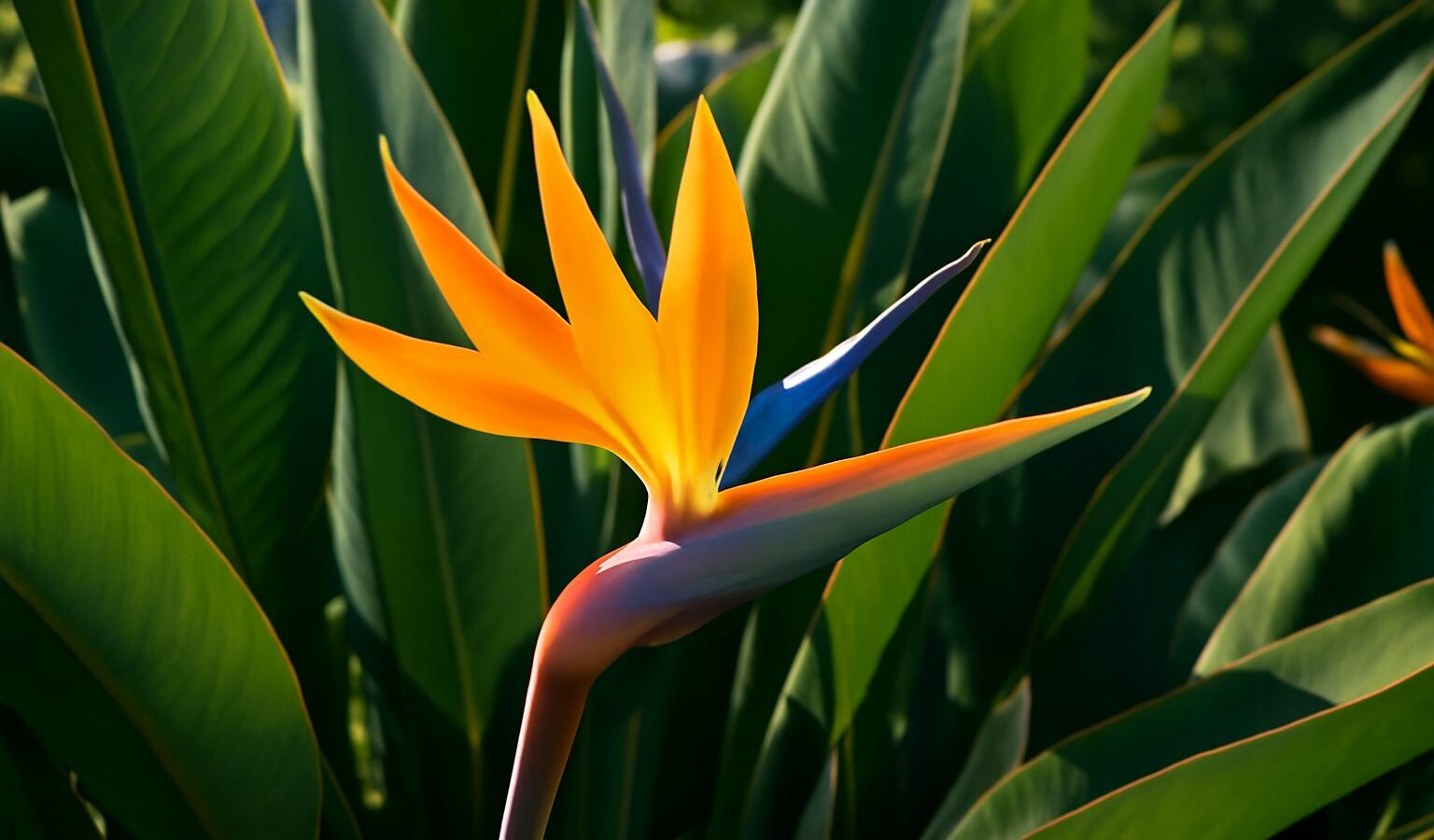 bird of paradise plant