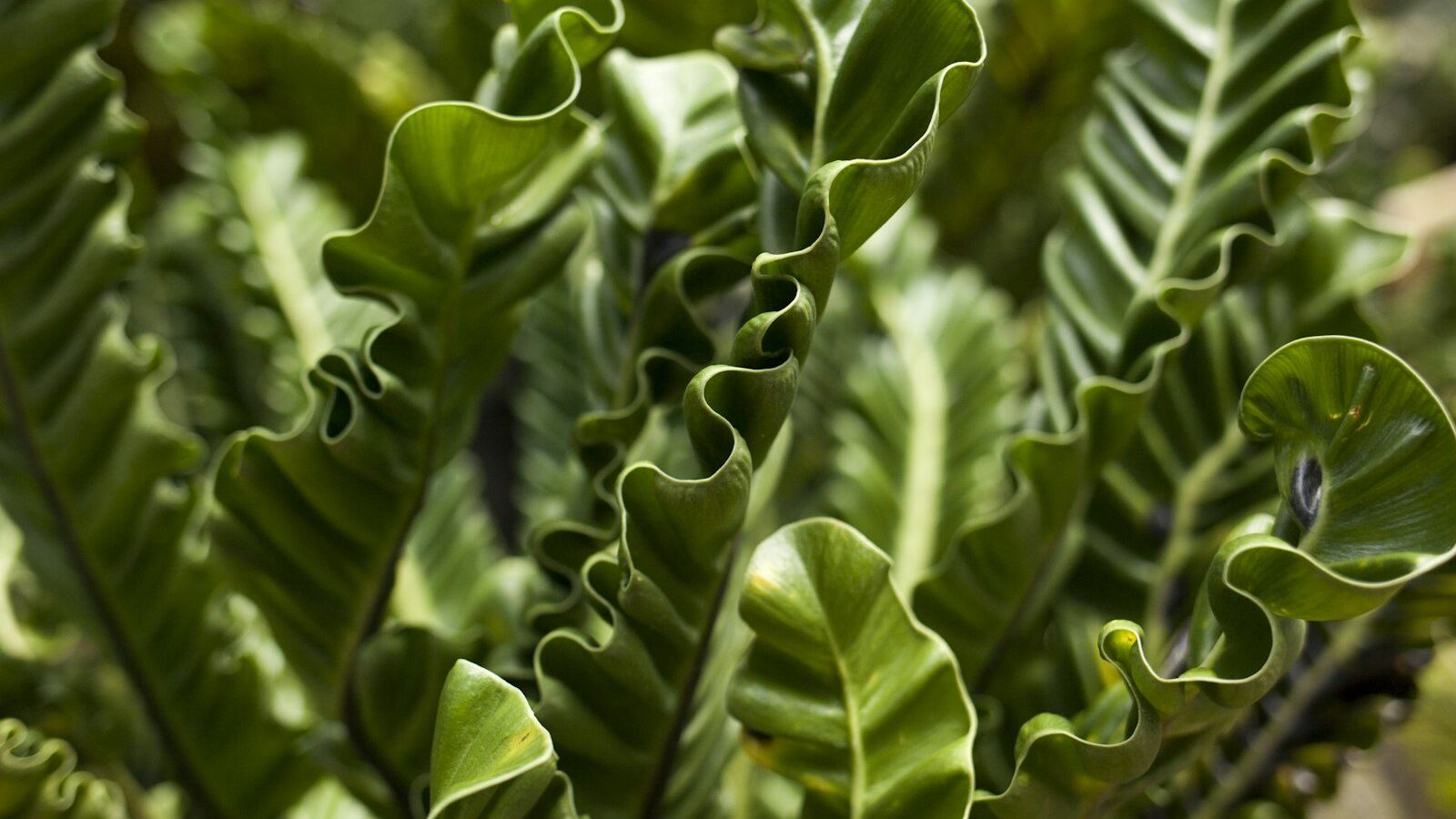 a close up of a plant with green leaves