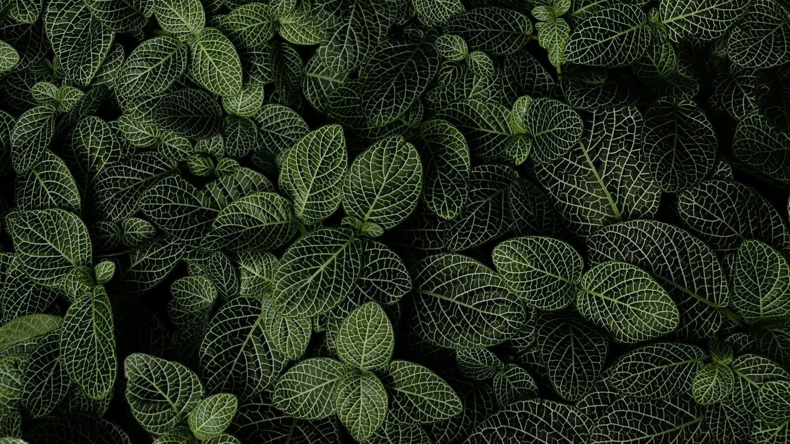 green and white leaf plant