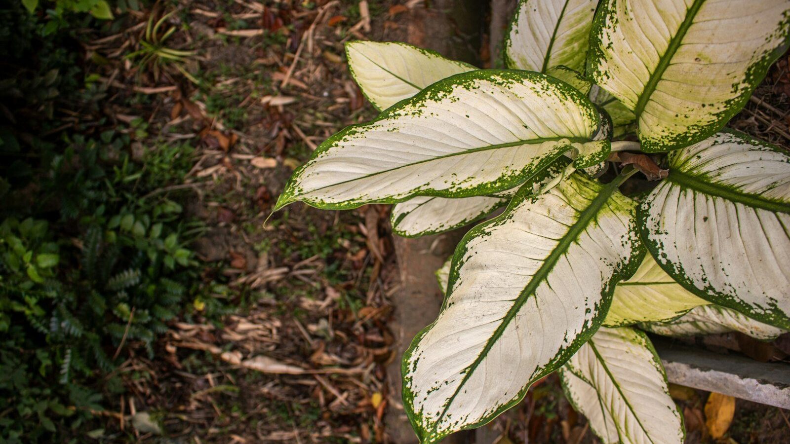 Variegated plant with white and green leaves on brown ground.