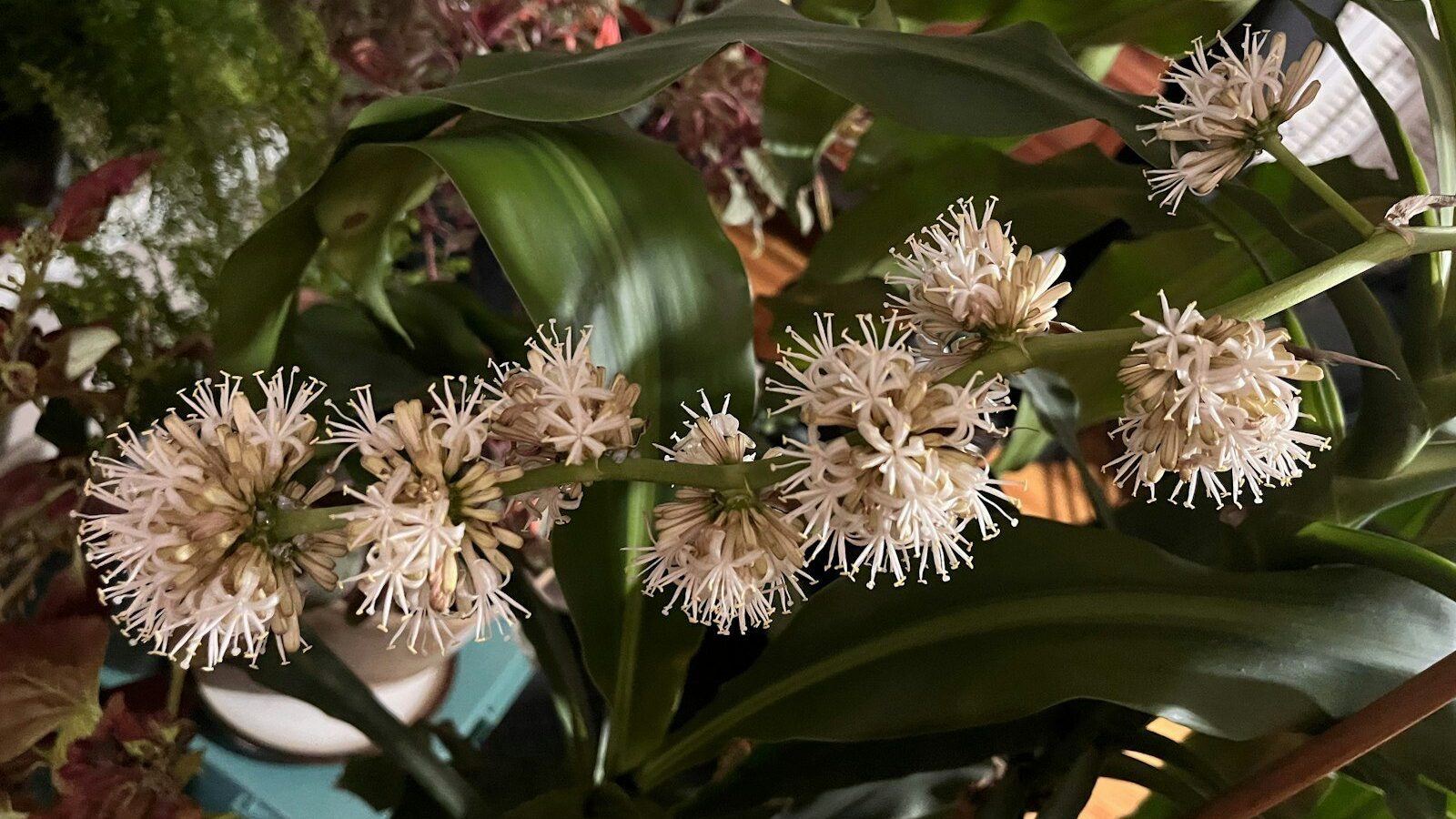 a close up of a plant with white flowers