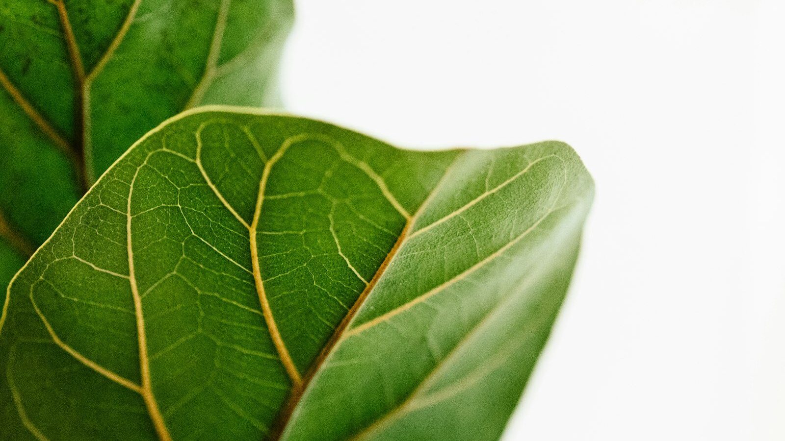 green leaves