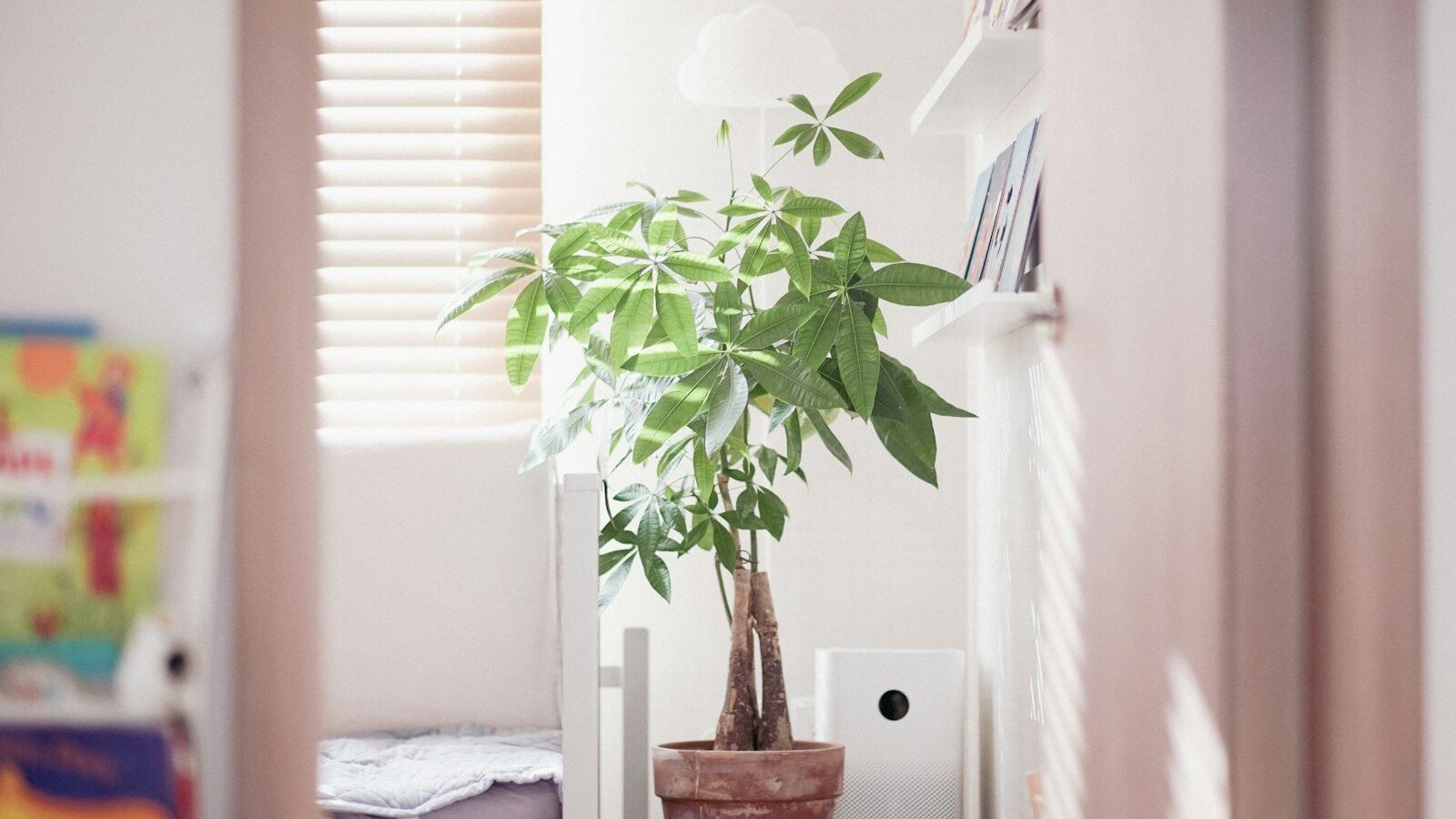 A potted plant sits near a window with blinds.