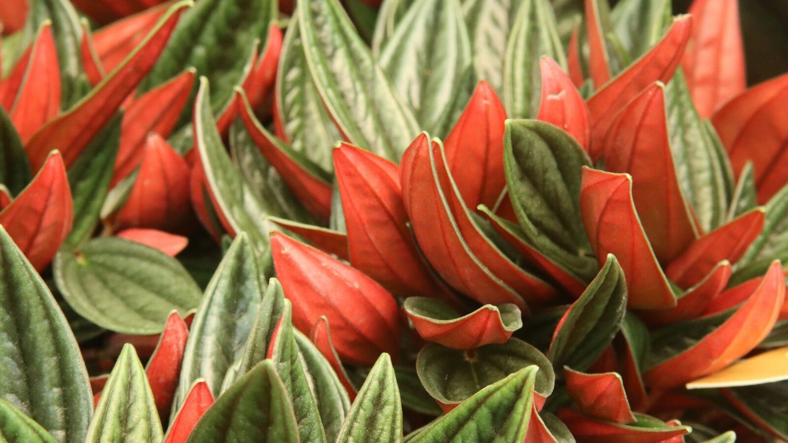 Vibrant green and red striped plant leaves.