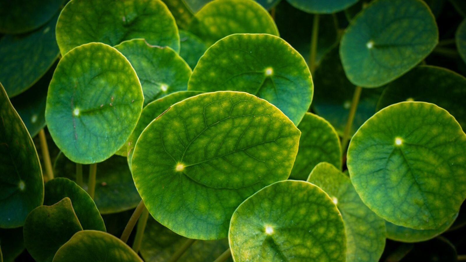 a close up of a group of green leaves