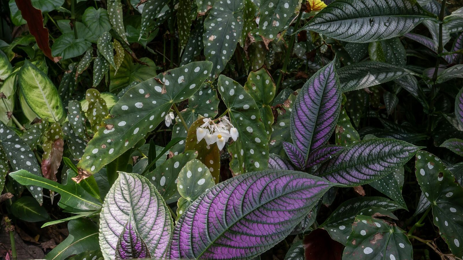 Lush green foliage with purple and white accents.
