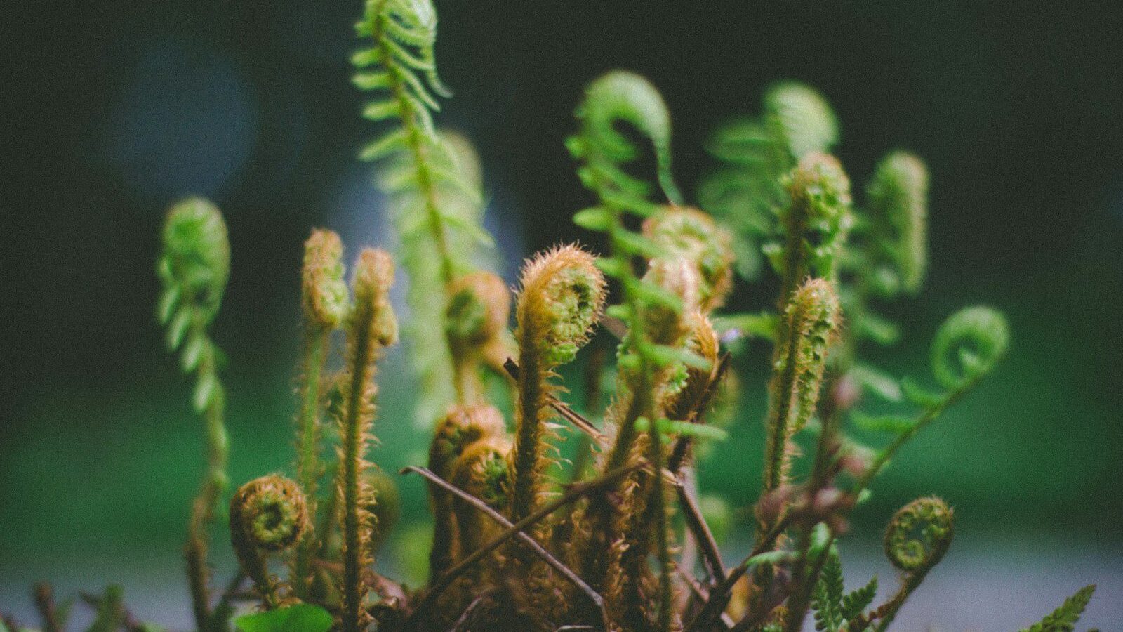 selective focus photography of young fern plants