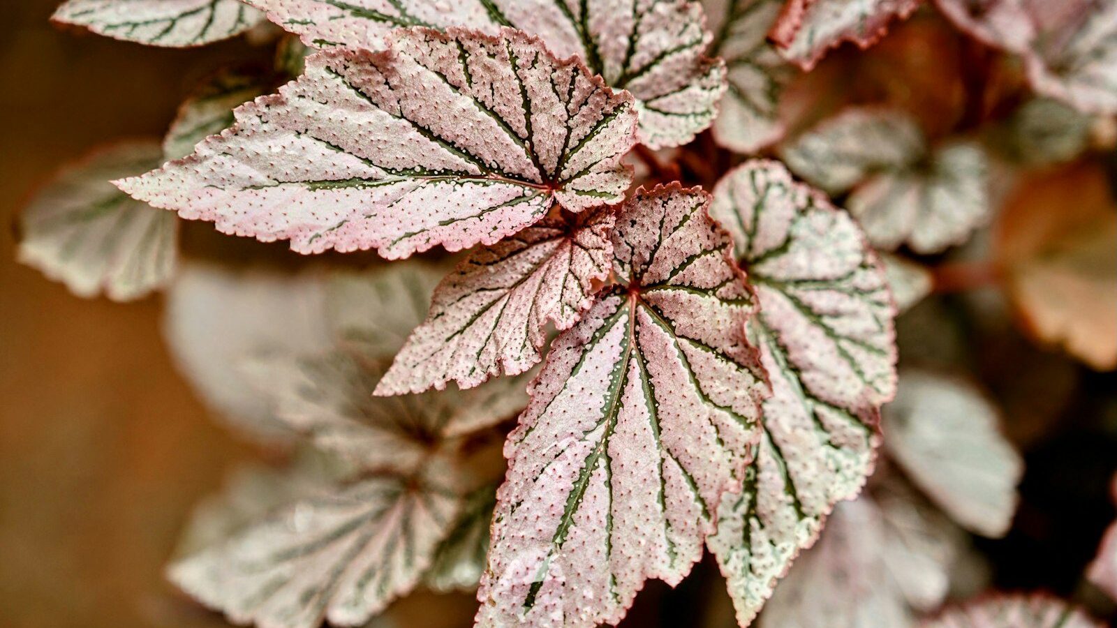 Pink-toned leaves with visible veins are shown.