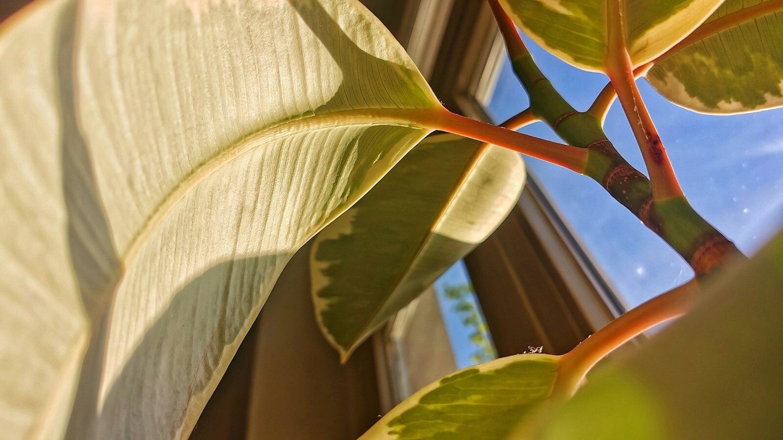 Underside of a variegated plant leaf bathed in sunlight.