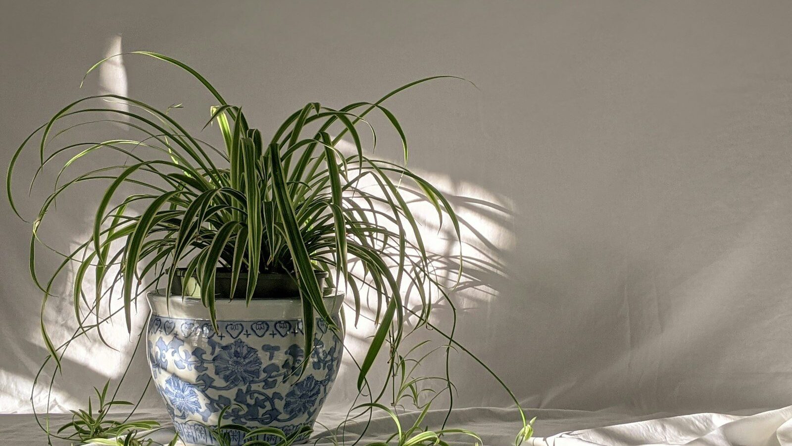 green plant on blue and white floral ceramic pot