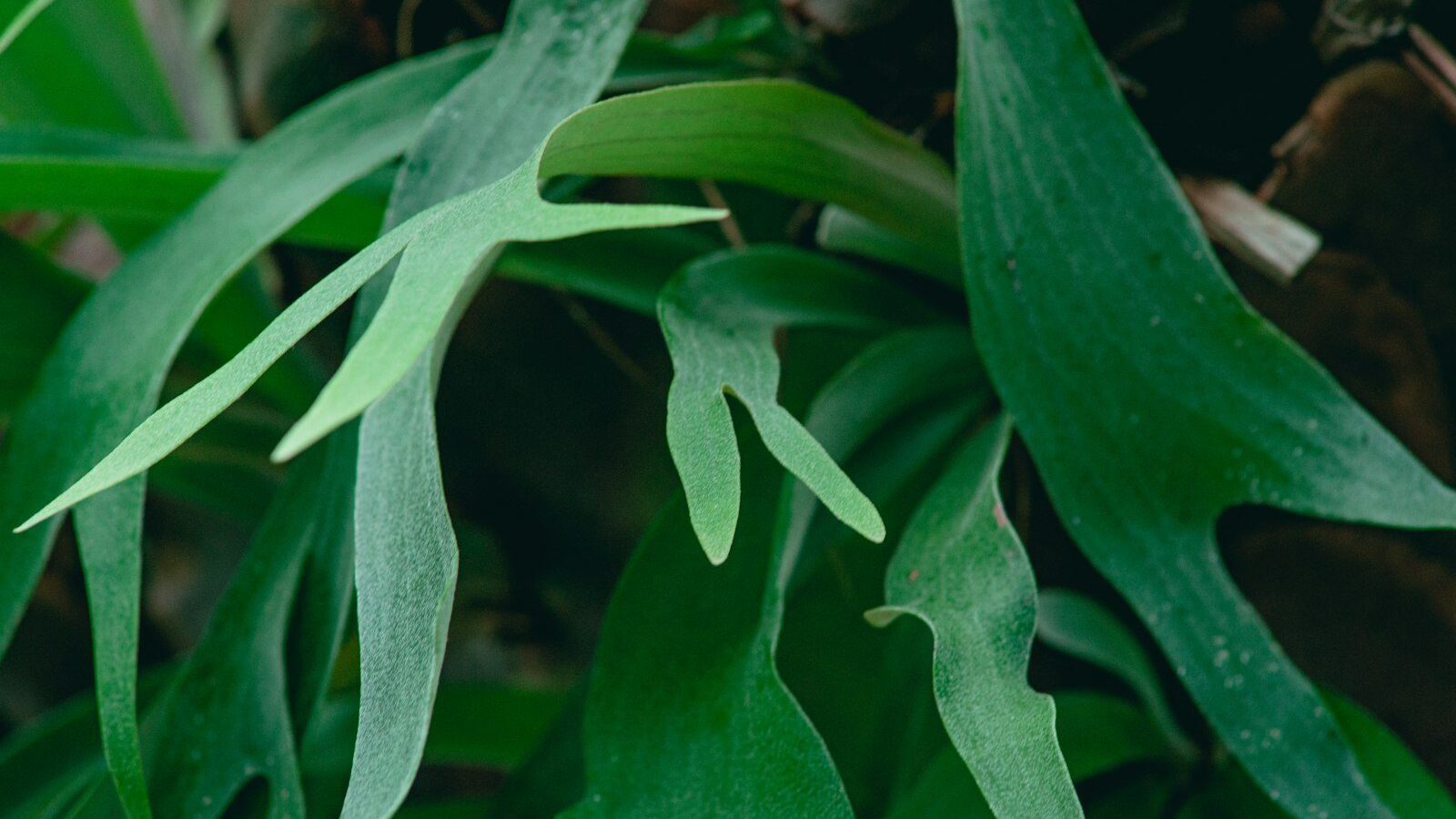 green leaf plant during daytime