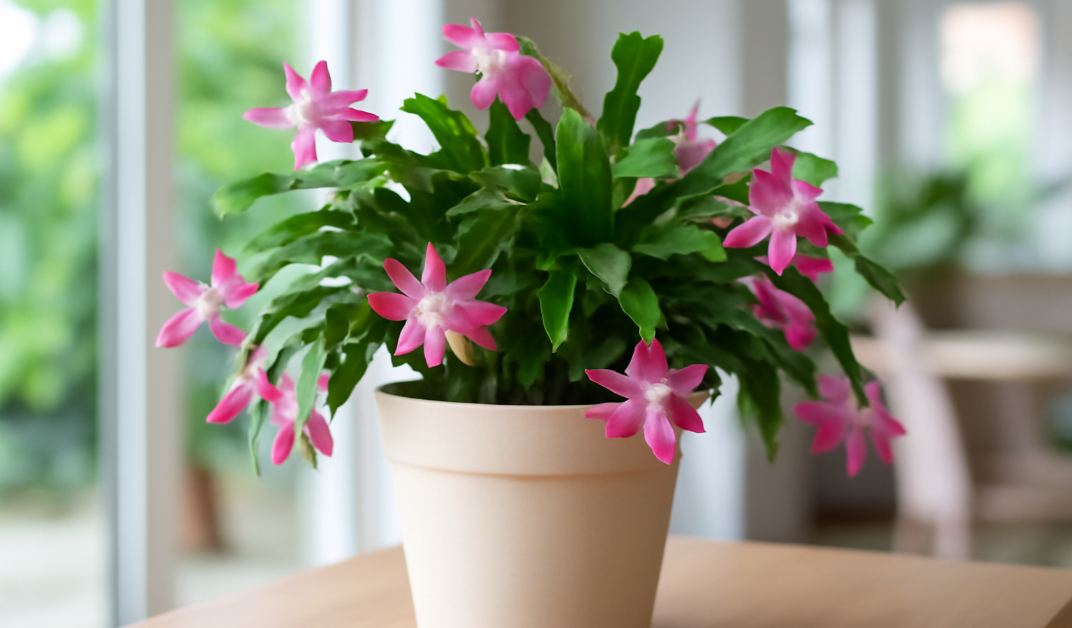 Care for a Thanksgiving Cactus: Care & Bloom Triggers
