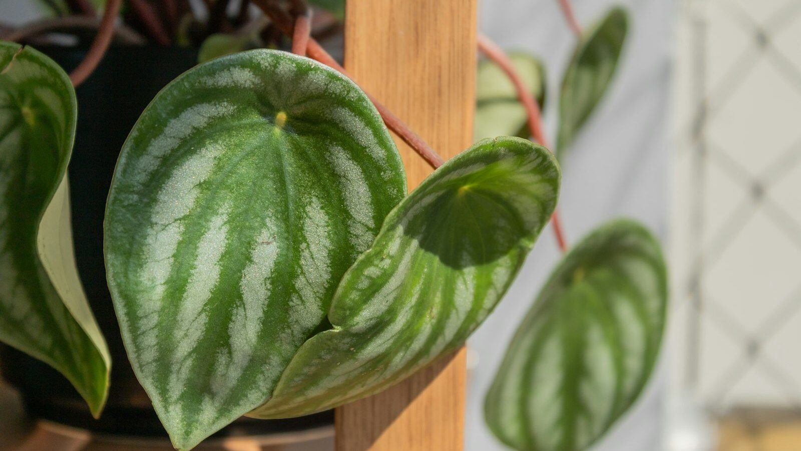 a close up of a green and white plant