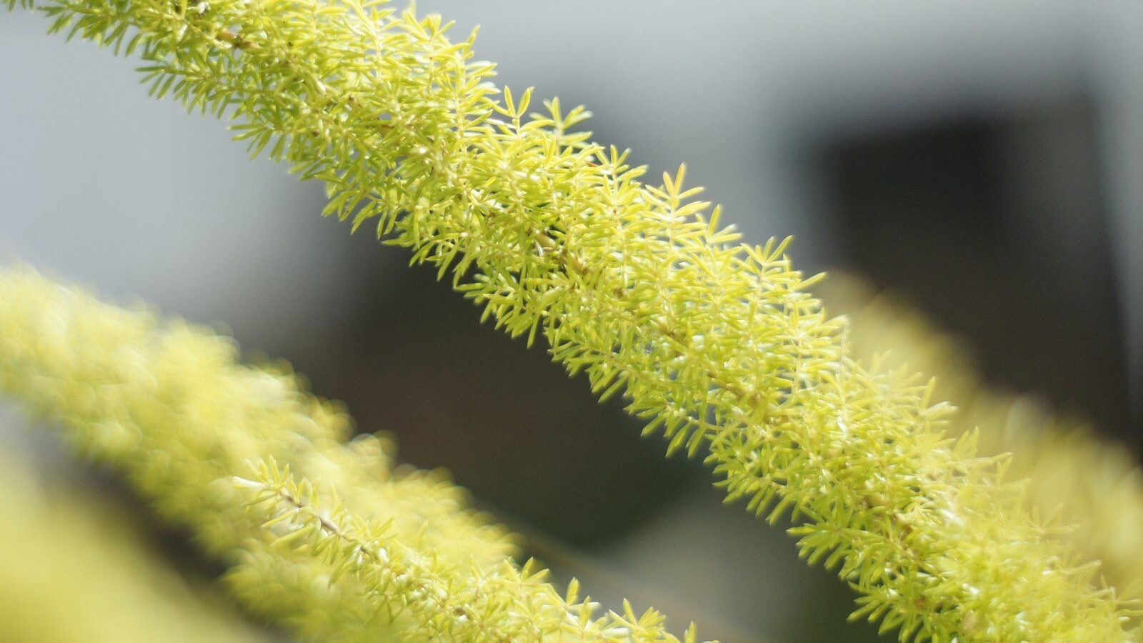 Two vibrant lime green spiky plant stalks.
