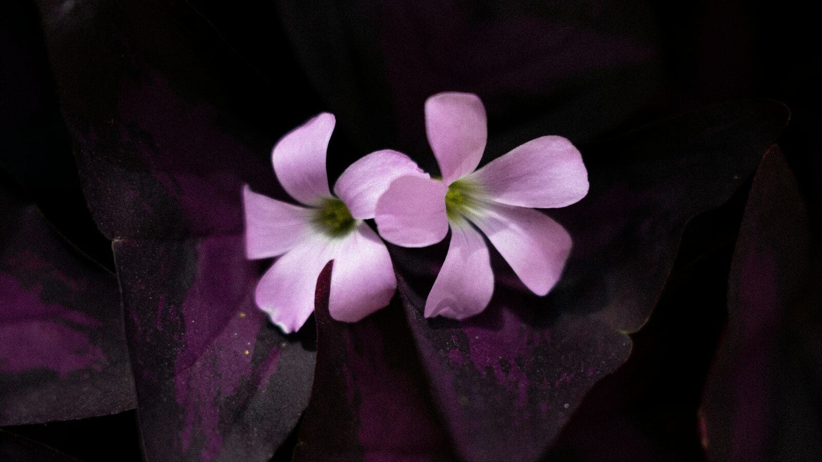 A close up of a purple flower on a black background