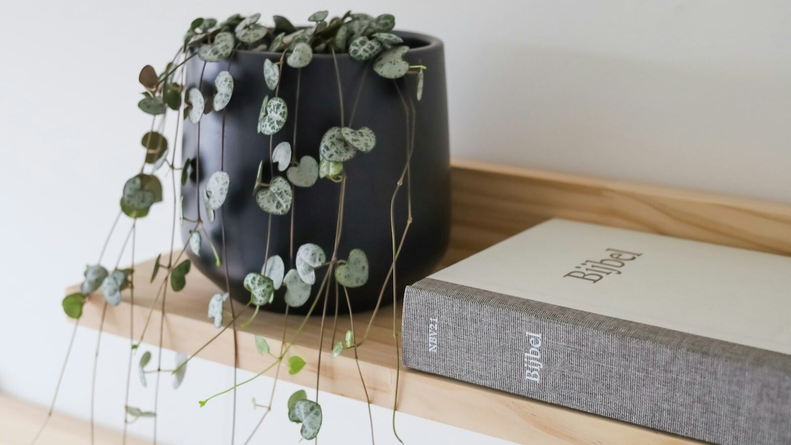 a book sitting on a shelf next to a plant