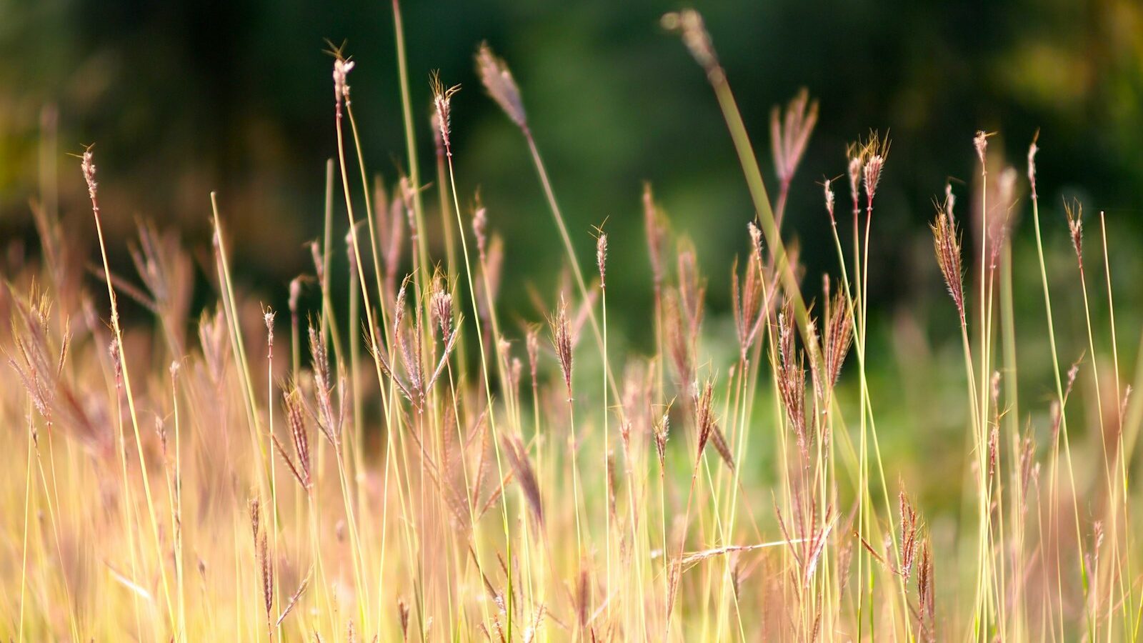 brown grass in closeup photography